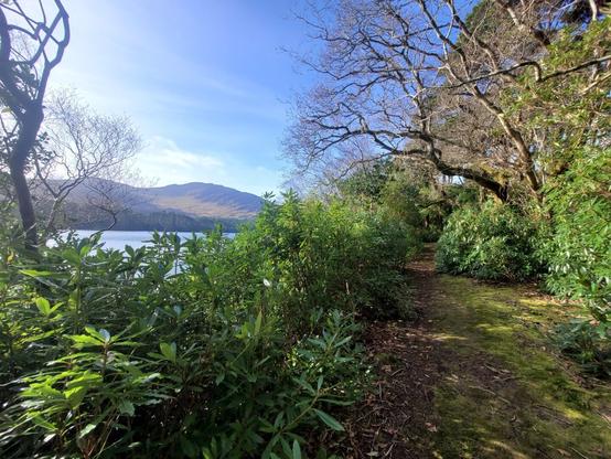 A path with bushes on both sides. The sea and the opposite coast on the left with hills in the background