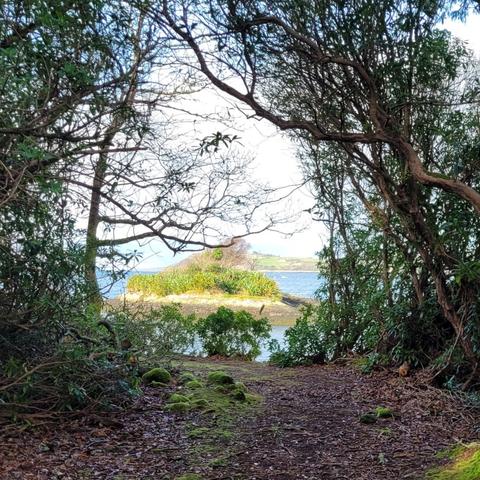View from the forest path trough trees out to the sea and a very small riff island directly in front with green plants and lower trees on it.