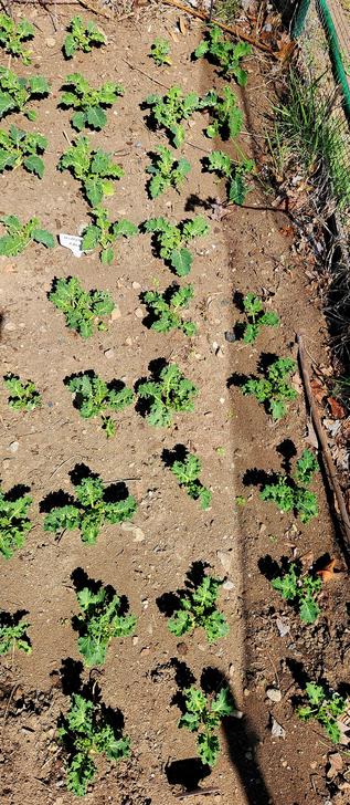 4 rows of 2 different types of young kale.