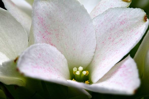 1.20 Magnification 
Macro Flaming Katy
The blossom is 2cm (0.78in) from tip to tip.