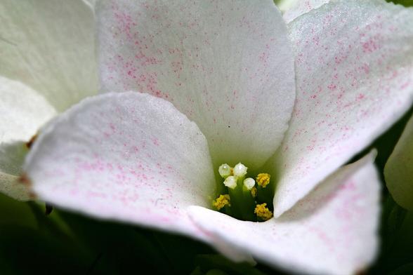 1.20 Magnification 
Macro Flaming Katy
The blossom is 2cm (0.78in) from tip to tip.