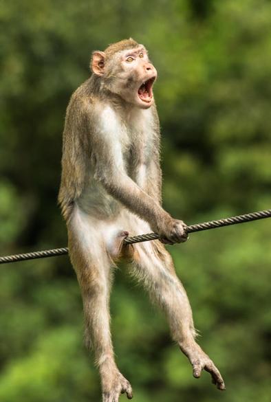 Photography. A color photo of a Wild Golden Silk Monkey sitting on a wire rope. The rope is between his legs. From the look on his face, it hurts quite a bit in places I won't go into.
Info: The winning photo of the Comedy Wildlife Photo Awards 2021