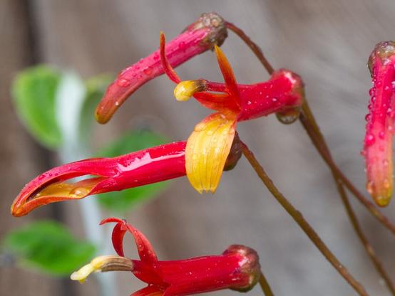Lobelia laxiflora flowers.