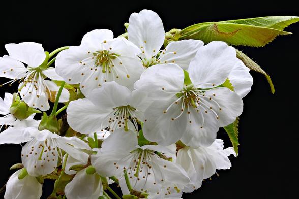 Close-up Macro Pie Cherry Blossom

Stacked using 12 individual images
1.0x Magnification