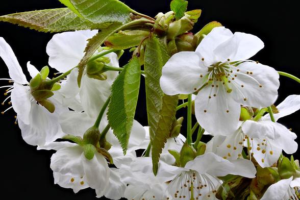 Close-up Macro Pie Cherry Blossom

Stacked using 20 individual images
1.0x Magnification