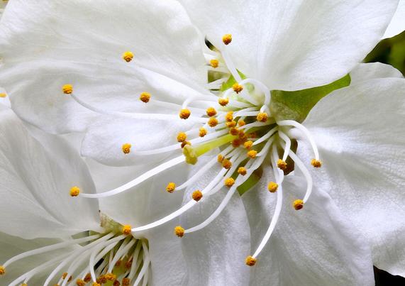 Close-up Macro Pie Cherry Blossom

Stacked using 20 individual images
1.2x Magnification