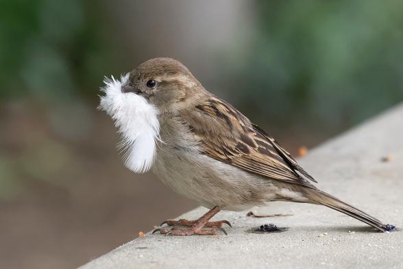 Moineau domestique femelle posée sur le rebord d'un banc en pierre aux Halles, à Paris, et tenant des petites plumes blanches dans son bec.