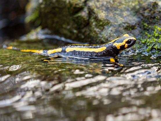 Feuersalamander im Wasser.