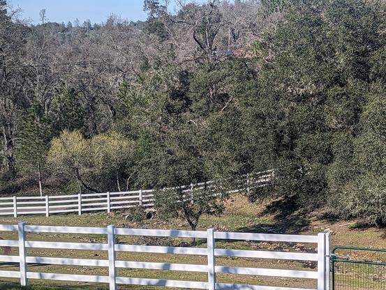 reference photo of a forest behind a white fence