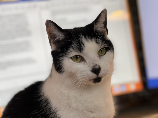 Bulldog the black and white cat sitting on my desk with the computer screens in the background