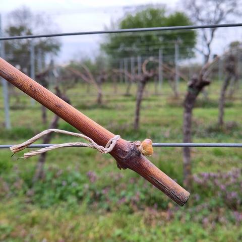 Die Rute einer Weinrebe mit einer Knospe kurz vor dem Aufbruch