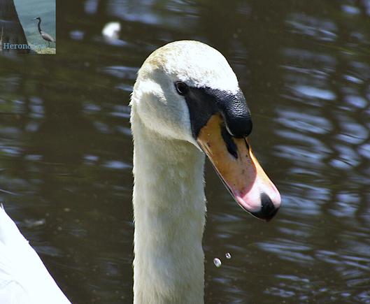 A close-in photograph of a swan’s head.
The swan has white feathers, and orange bill with black tip markings, and a large black protrusion where the bill meats the swan’s face.