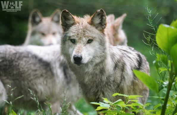 Mexican gray wolf Rosa with some of her family in the background.