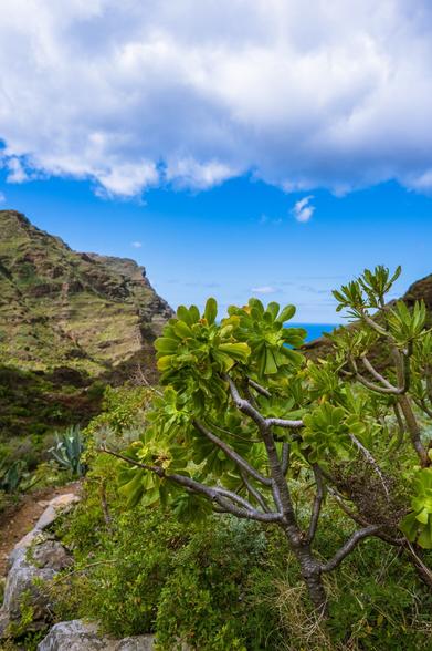 Close up of an Aeonium, Tree Houseleek, plant on the PR-TF 8 Afur - Taganana - Afur trail, Tenerife Canary Islands under partially cloudy sky with view of North Atlantic Ocean and mountains in the background 
Captured by Komeil Karimi