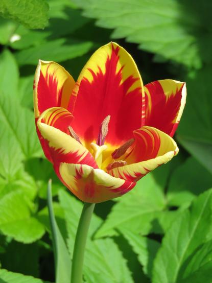Rood met geel gevlamde tulp