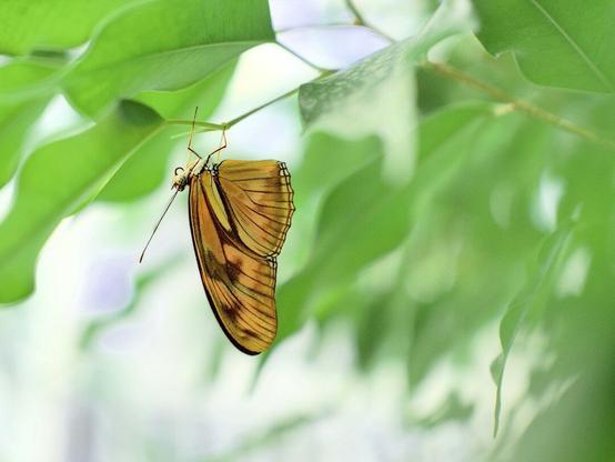 Julia butterfly hanging upside down with green bokeh