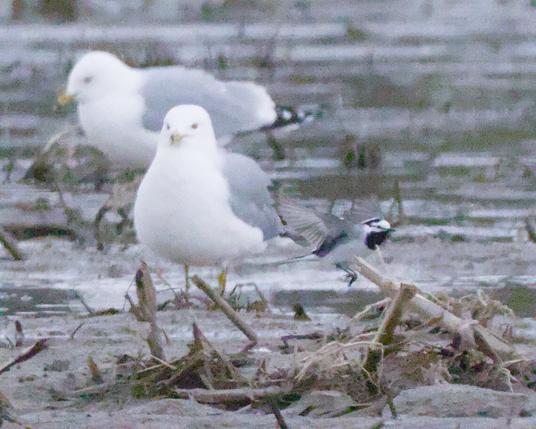 A white wagtail flying low over the ground to the right in front of two gulls.