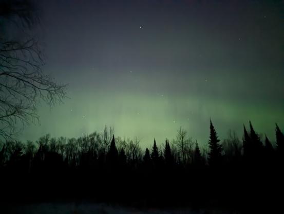 The Northern Lights in a dark sky above trees