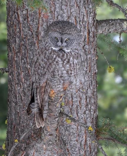 Photography. A color photo of a
Great Grey Owl in front of a tree. Both have the same patterns and colors and you don't see the owl until you take a second look.