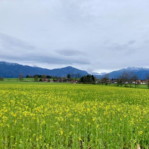 Gelb blühende Wiese im Vordergrund, dann eine Ortschaft und dahinter Berge. Der Himmel ist wolkenverhangen.