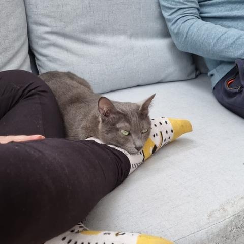 Un chat qui se sert de mon pied comme oreiller