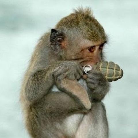 A picture of a monkey handling a hand grenade. The hand grenade is not to scale, so I think this is a Photoshop job.
