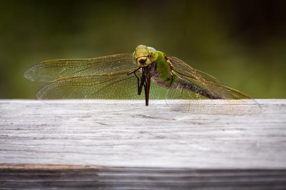 A green dragonfly sitting on a bleached wodden fence.