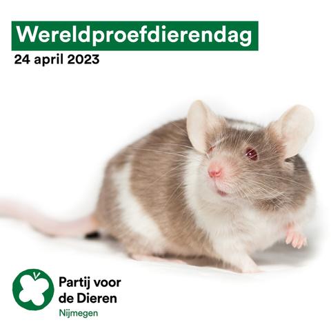 Musje mrt wit bruine vacht tegen witte achtergrond.