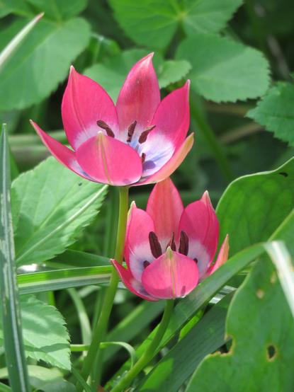 Kleine, botanische tulp, rozig rood met wit hart en opvallend zwarte meeldraden.