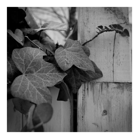 Close up black and white photograph of ivy in the rain.
