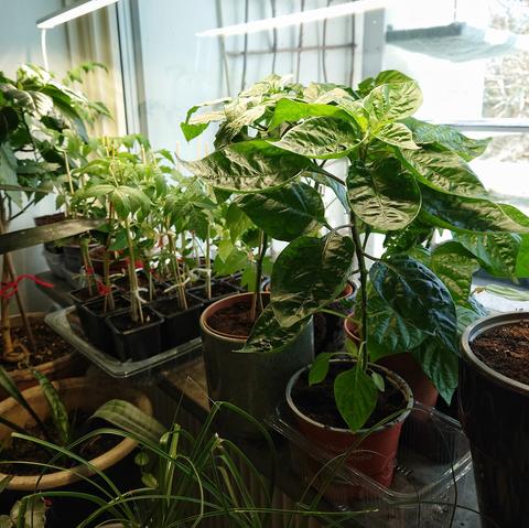 Förodling av chili: Fyra stora plantor.