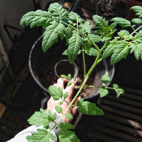 En stor tomatplanta som ska planteras om.