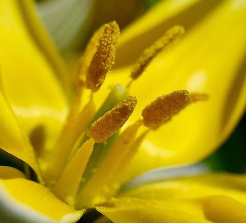 Nahaufnahme der Staubgefäße und des Stempels einer gelben Wildtulpe