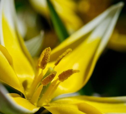Teilaufnahme der Blüte einer gelbweißen Wildtulpe