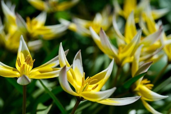 mehrere geöffnete weißgelbe Wildtulpenblüten