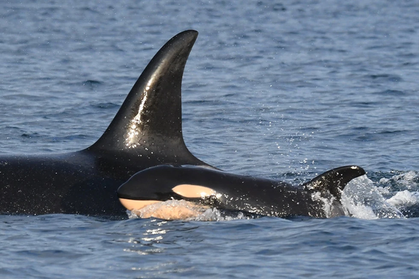 Photo from March, 2022, of newborn orca female J59 swimming alongside her mother, J37 Hy'Shqa; the water is a brilliant cornflower blue, and the sun is shining on the slick black skin of the orcas. As with all orcas, the curve of J59's jaw makes her seem to be smiling.