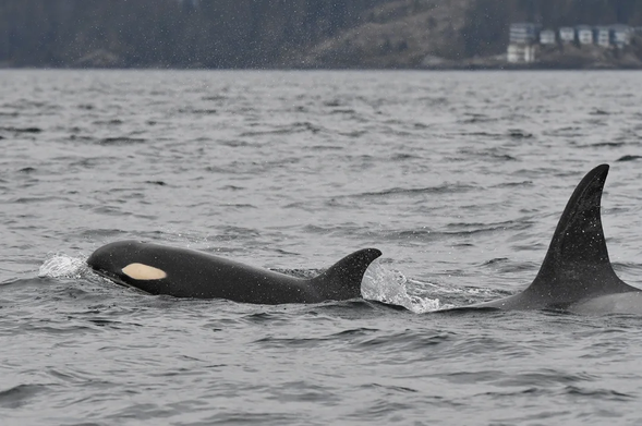Photo from April 8, 2023, of 1 year old orca female J59 swimming in front of her mother, J37 Hy'Shqa, The water is a chill and melancholy battleship grey, and J59 can be seen from snout to dorsal fin creating a small bow-wave of bubbling clear water as the swim right to left. In the dim, blurry background can be seen the coast, with some white buildings on the right-hand side.