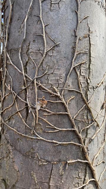 A trunk, which was once entwined with ivy. Now the ivy has died and only its branches remain.
Ein glatter Baustamm, der einst von Efeu umrankt wurde. Jetzt ist der Efeu abgestorben und nur dessen Äste sind übrig geblieben.