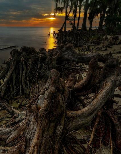 Orange sunset against a heavily contracted scene showing Cypress Tree and Cypress Knees in the swamp of South Louisiana.