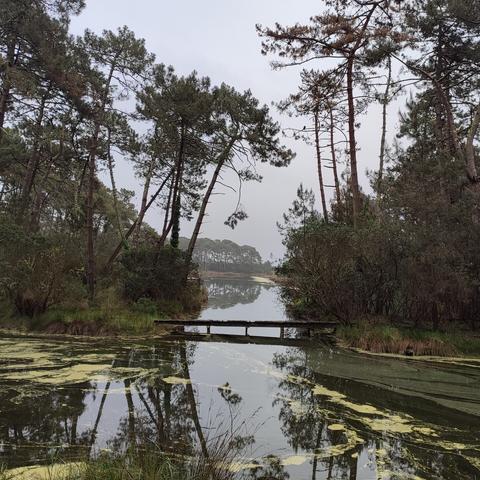 Les reservoirs de Piraillan-Forêt.