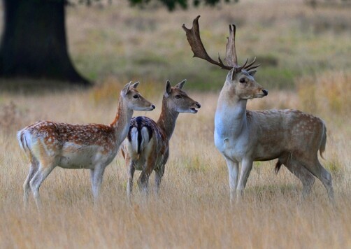 Invasive fallow deer (Dama dama) in South Australia