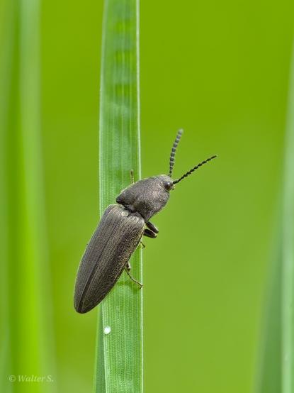 A beetle sitting on a blade of grass and looking off into the distance