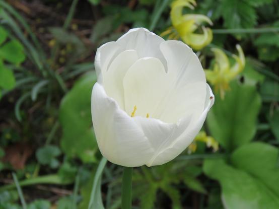 Witte tulp