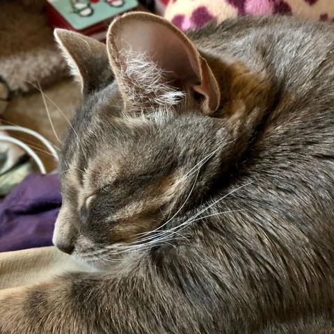 A gray tabby head with big triangular ears drowses on a purple pajama-ed lap with animal spot pattern.