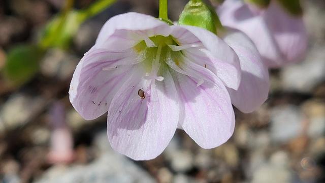 A small flower with white petals streaked with pink. A tiny insect, a beetle, maybe? Is inside the flower. They have a gold head and straight antenna.