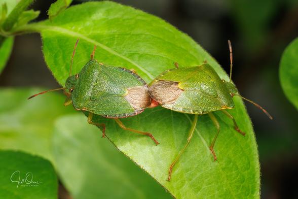 A pair of green shieldbugs (Palomena prasina) copulating on a honeysuckle leaf.