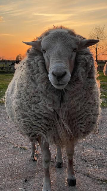 Ein Schaf von vorne in Nahaufnahme
