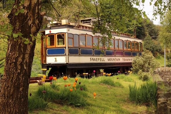 A photo of one of the Snaefell Mountain Tramway trams as it leaves the lower station to climb the mountain, in the foreground are while and red tulips amongst the grass and the shot is framed by a tree trunk on the lefy and foliage on the top and right