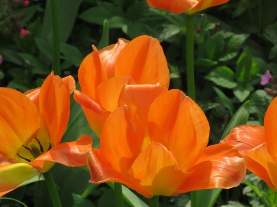 Oranje tulpen, volop in bloei