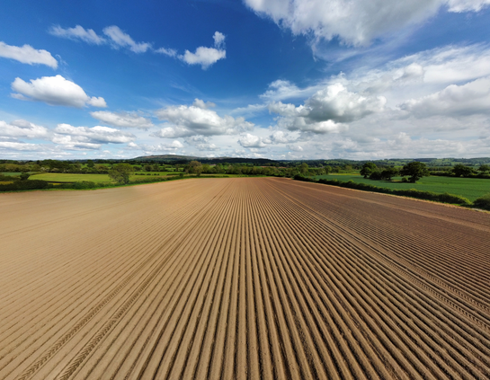 A field freshly prepared for potatoes. 
long straight furrows disappear into the middle distance , the ploughed field surrounded by green fields under a sunny, blue sky with a few white clouds floating by